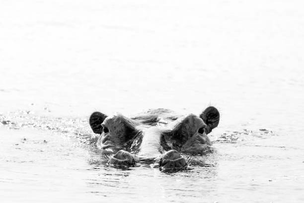 istock Hippo looking up from the Water 844190984