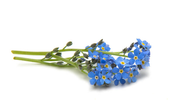 istock Forget-me-not flower isolated 844194086