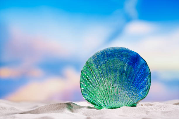 glass tropical sea  shell on white  beach sand under the sun light, shallow dof