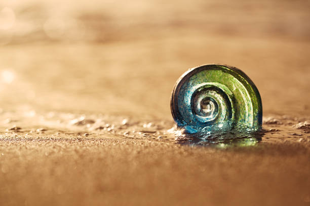 Sea snail