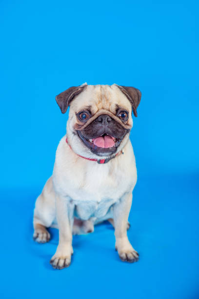 istock Canis lupus familiaris 844194570