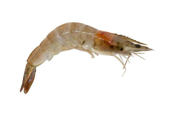 istock Close up one shrimp isolated on white background. Clipping path. 844194630