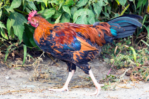istock Chicken of motley color 844194994