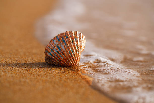 golden tropical shell on sea beach with waves under sunrise sun light, Canary island, Spain