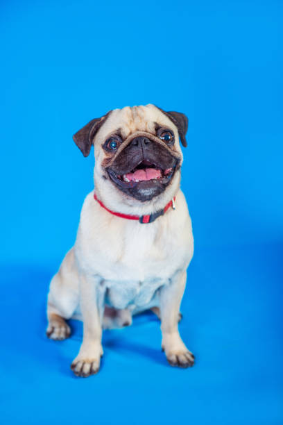 istock Canis lupus familiaris 844197638