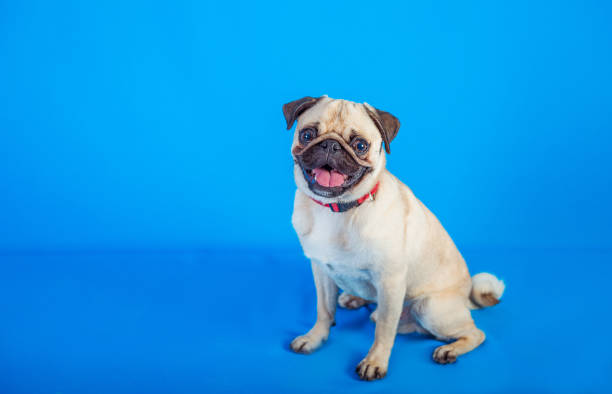 istock Canis lupus familiaris 844197686