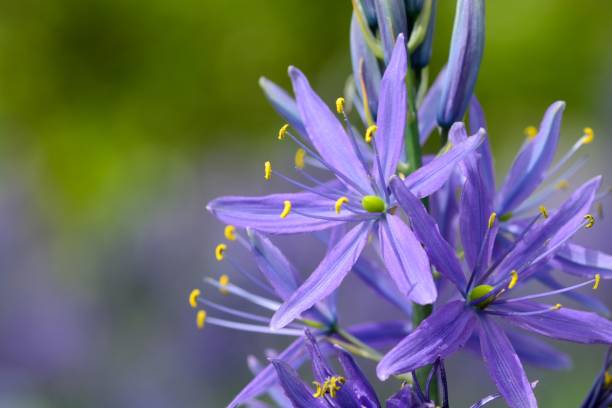 camassia flor - flower single flower macro focus on foreground fotografías e imágenes de stock