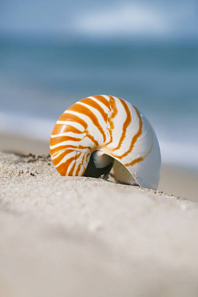 istock nautilus sea shell on golden sand beach with ocean waves in soft sun light 844198456