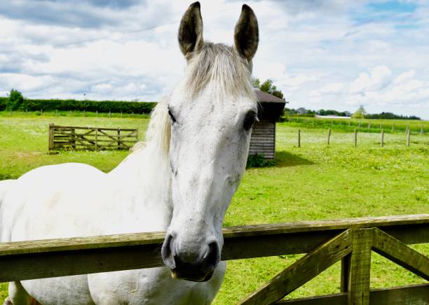 istock Northumberland Horse 844198798
