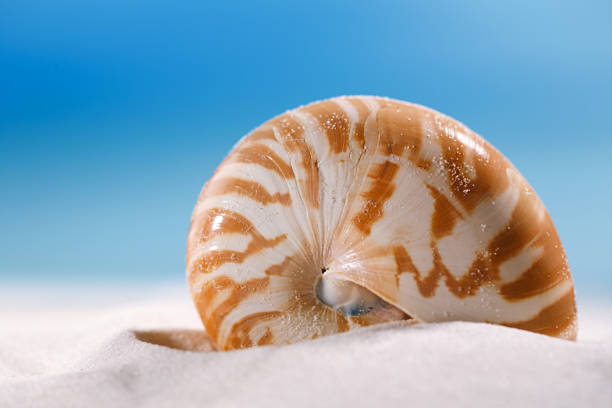 istock nautilus shell  on white  beach sand and blue seascape background 844201972