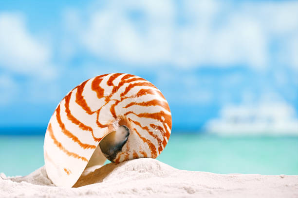 istock nautilus shell  on white  beach sand and blue seascape background 844202036