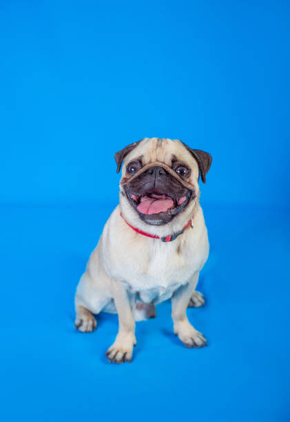 istock Canis lupus familiaris 844202190