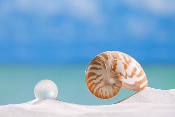 istock nautilus shell  on white  beach sand and blue seascape background 844202484