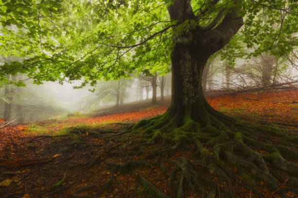 istock Tree roots in a foggy misty forest 844202768