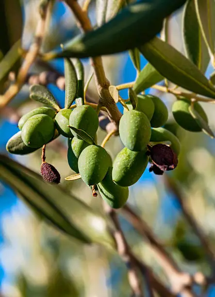 fruit of the Apulian land.