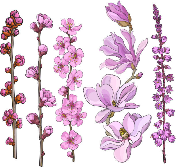 ilustraciones, imágenes clip art, dibujos animados e iconos de stock de mano dibujadas flores rosa - flor de magnolia, manzanos y cerezos, heather - cherry tomato tomato white background vegetable