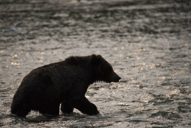 istock Brown bear looking for salmon in a stream 844208896