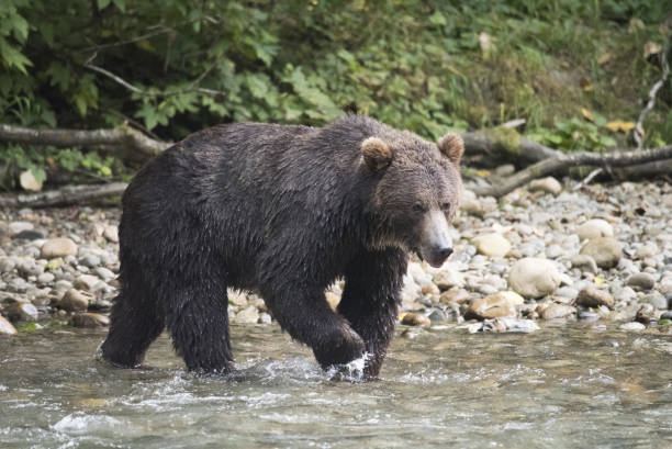 istock American Grizzly Bear 844209006