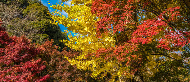 istock autumn leaves, very shallow focus 844212188