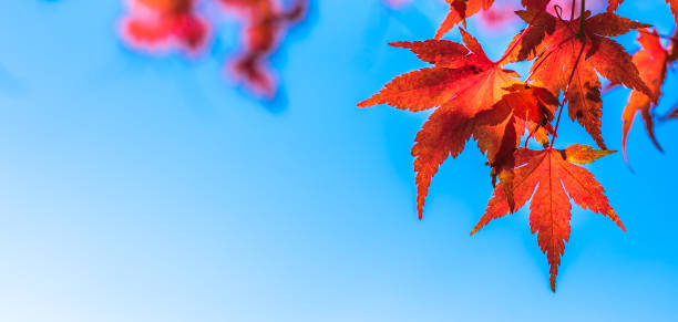 istock autumn leaves, very shallow focus 844212570