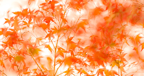 defocused red leaves, perfect autumn background