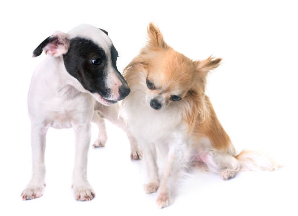 istock puppy jack russel terrier and chihuahua 844213678