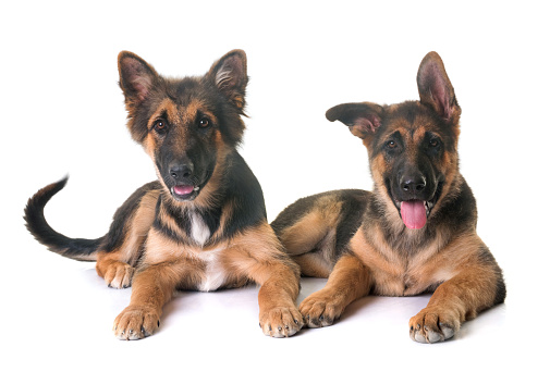 puppies german shepherd in front of white background