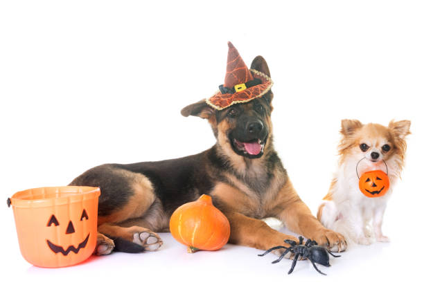 istock puppy german shepherd, chihuahua and halloween 844214142