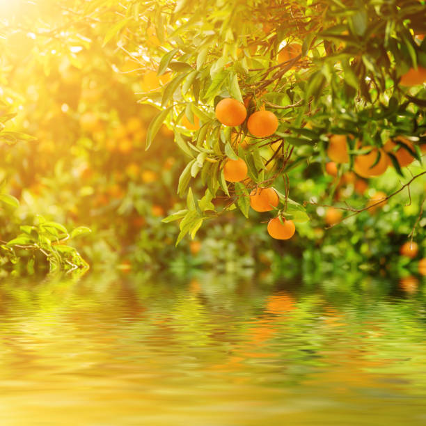 Tangerine sunny garden with green leaves and ripe fruits. Mandarin orchard with ripening citrus fruits. Natural outdoor food background