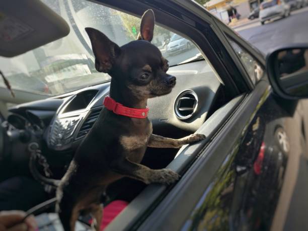 istock chihuahua on the window 844223274