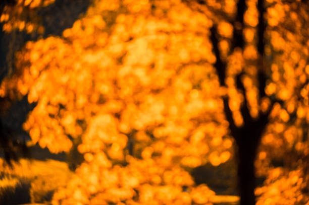defocused red leaves, perfect autumn background