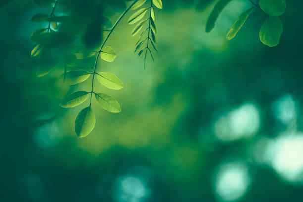 葉のバックグラウンド - 緑 背景 ストックフォトと画像