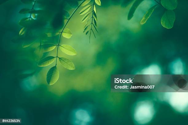 Leaf Background Stock Photo - Download Image Now - Backgrounds, Nature, Green Color