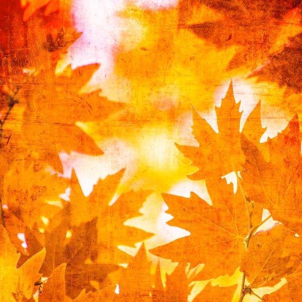 istock grunge background with autumn leaves 844226568