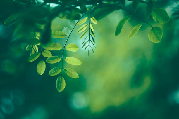 лист фон - rainforest macro horizontal close up стоковые фото и изображения