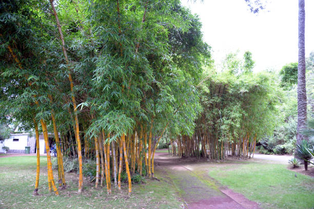 istock Antonio Borges Parks in Ponta Delgada (Azoren) 844229470