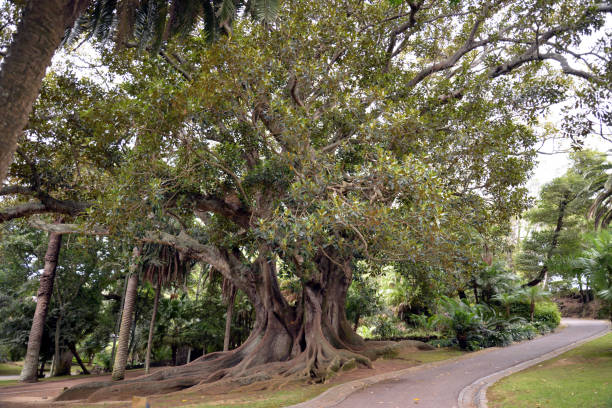 istock Antonio Borges Parks in Ponta Delgada (Azoren) 844229620