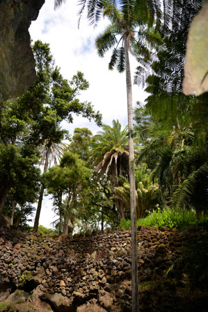 istock Antonio Borges Parks in Ponta Delgada (Azoren) 844230158