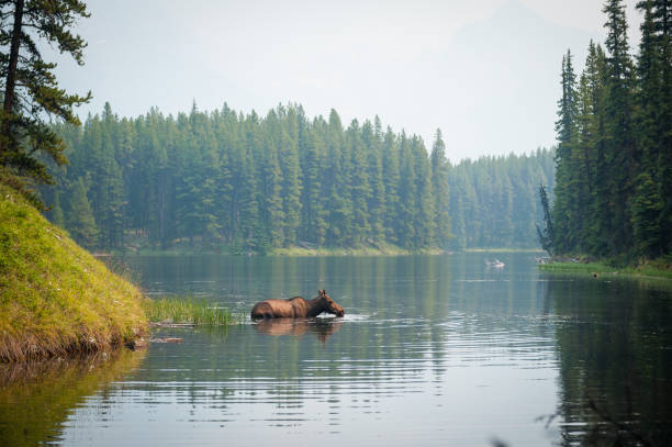 A moose swimming in a lake A male moose swimming in a National Park lake in between a pine forest in summer Alberta Canada moose stock pictures, royalty-free photos & images