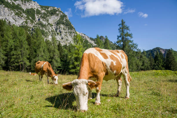 istock Cows on alpine pasture in front of mountains in the sunlight 844239342