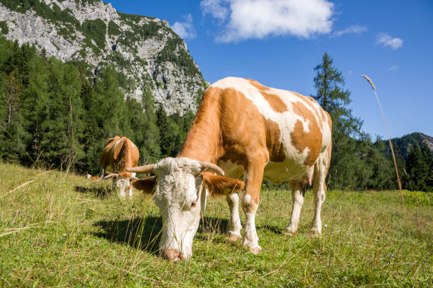 istock Cows on alpine pasture in front of mountains in the sunlight 844241442