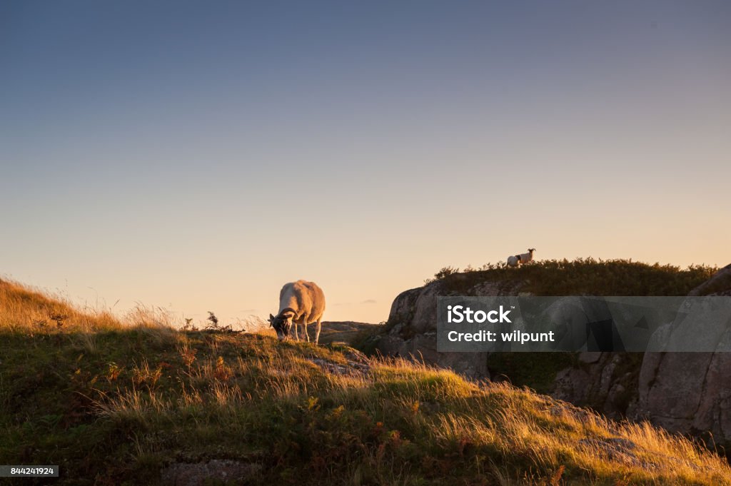 Moutons des Highlands au coucher du soleil - Photo de Agneau - Animal libre de droits