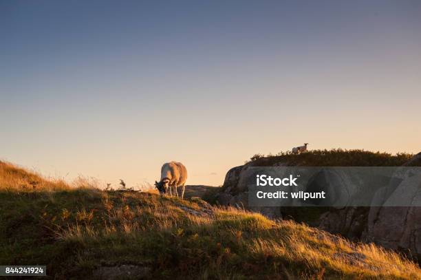 Photo libre de droit de Moutons Des Highlands Au Coucher Du Soleil banque d'images et plus d'images libres de droit de Agneau - Animal - Agneau - Animal, Agriculture, Brebis