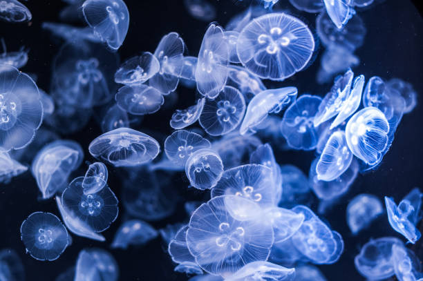 스펙테큘라 젤리피쉬 - aquarium biology jellyfish nature 뉴스 사진 이미지