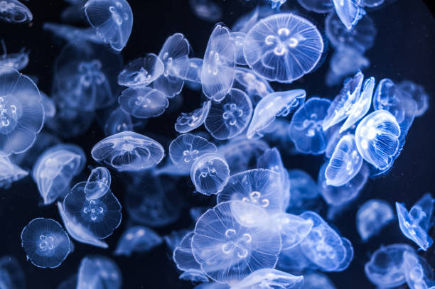 Spectacular Jellyfish Illuminous Jellyfish with a dark background Vancouver Zoo Vancouver British Columbia Canada jellyfish stock pictures, royalty-free photos & images