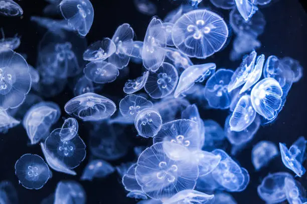 Photo of Spectacular Jellyfish