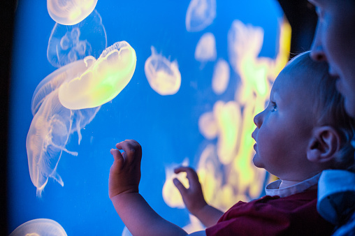 Aquarium Jellyfish with boy and mother looking