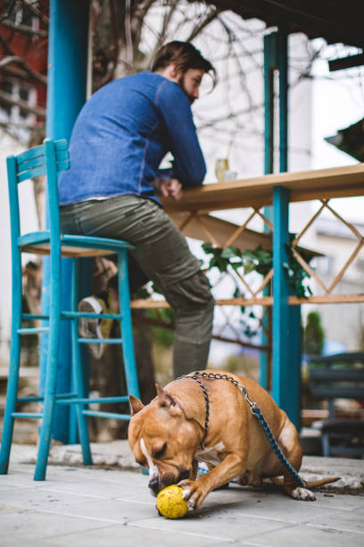 istock Dog playing with ball in cafe 844242428