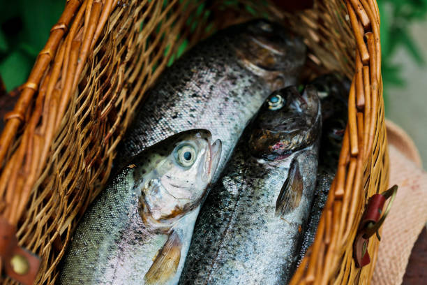 istock fresh caught fish in creel 844242892