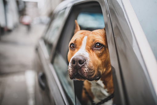 Staffordshire Bull Terrier in the car